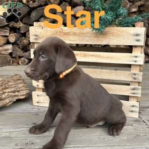 Star, Chocolate Labrador Retriever Puppy